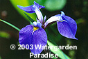 Iris setosa 'Kirigamine'