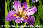 Iris 'Lavender Ruffles' (Louisiana Iris)