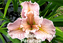 Iris 'Lulin' (Louisiana Iris)