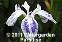 Iris laevigata 'Mottled Beauty'
