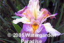 Iris 'Miss Gertie's Bonnet' (Louisiana Iris)