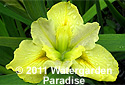 Iris 'Professor Barbara' (Louisiana Iris)