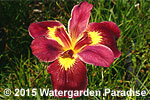 Iris 'Professor Neil' (Louisiana Iris)