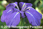 Iris laevigata 'Royal Cartwheel'