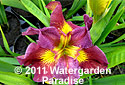 Iris 'Romantic Glow' (Louisiana Iris)