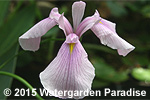 Iris 'Rose Queen'