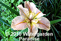 Iris 'Sweet Cosette' (Louisiana Iris)