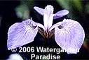 Iris setosa