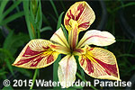Iris 'Splitter Splatter' (Louisiana Iris)