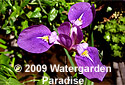 Iris 'Starting Versilaev'