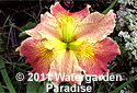 Iris 'Stop and Go' (Louisiana Iris)