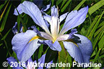 Iris 'Sea Wisp' (Louisiana Iris)
