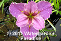 Iris 'Trionfo' (Louisiana Iris)