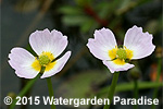 Baldellia ranunculoides