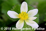 Caltha palustris var. 'Alba'