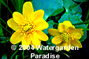 Caltha palustris