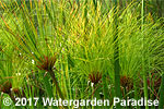 Cyperus papyrus