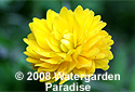 Caltha palustris var. 'Flore Pleno'