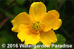 Caltha palustris var. palustris