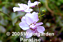 Cardamine pratensis var. 'Flore Pleno'