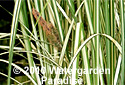 Carex riparia var. 'Variegata'