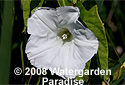 Calystegia sepium