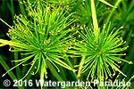 Cyperus prolifer