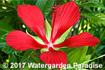 Hibiscus coccineus