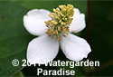Houttuynia cordata