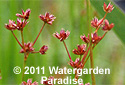 Juncus prismatocarpus 