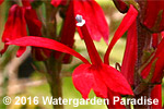 Lobelia cardinalis