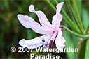 Nerine platypetala