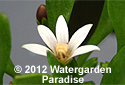 Selliera radicans