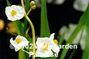 Sagittaria latifolia