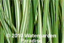 Typha latifolia var. 'Variegata'