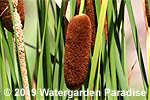 Typha laxmannii
