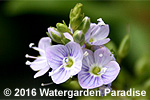 Veronica anagallis-aquatica