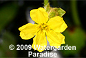 Villarsia capitata - Liparophyllum capitatum