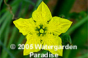 Villarsia parnassifolia - Ornduffia parnassifolia