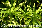 Heteranthera zosterifolia
