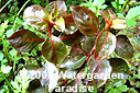 Ludwigia repens