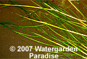 Stuckenia pectinata