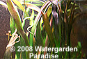 Vallisneria nana 'Howard River'