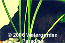 Vallisneria nana