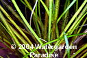 Vallisneria spiralis