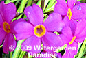 Primula poissonii