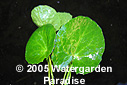 Hydrocotyle pterocarpa