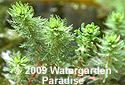 Myriophyllum caput-medusae