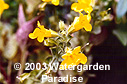 Mimulus guttatus