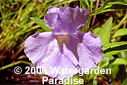 Mimulus ringens
